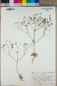 Eriogonum pusillum image