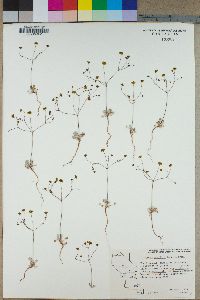 Eriogonum pusillum image