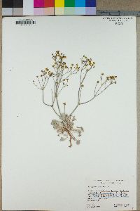 Eriogonum pusillum image