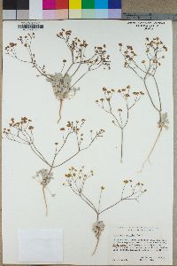 Eriogonum pusillum image