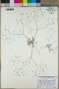 Eriogonum reniforme image