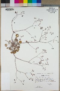 Eriogonum reniforme image