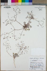 Eriogonum reniforme image