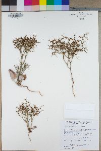 Eriogonum rixfordii image