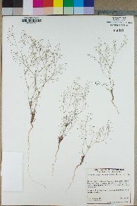 Eriogonum spergulinum image