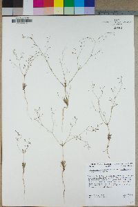 Eriogonum spergulinum image