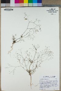 Eriogonum spergulinum image