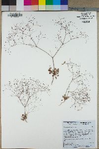 Eriogonum thomasii image