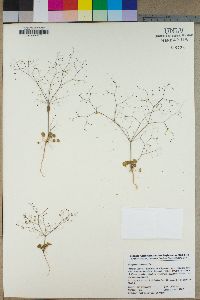 Eriogonum trichopes image