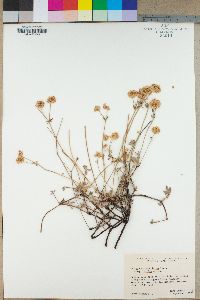 Eriogonum umbellatum subsp. aridum image