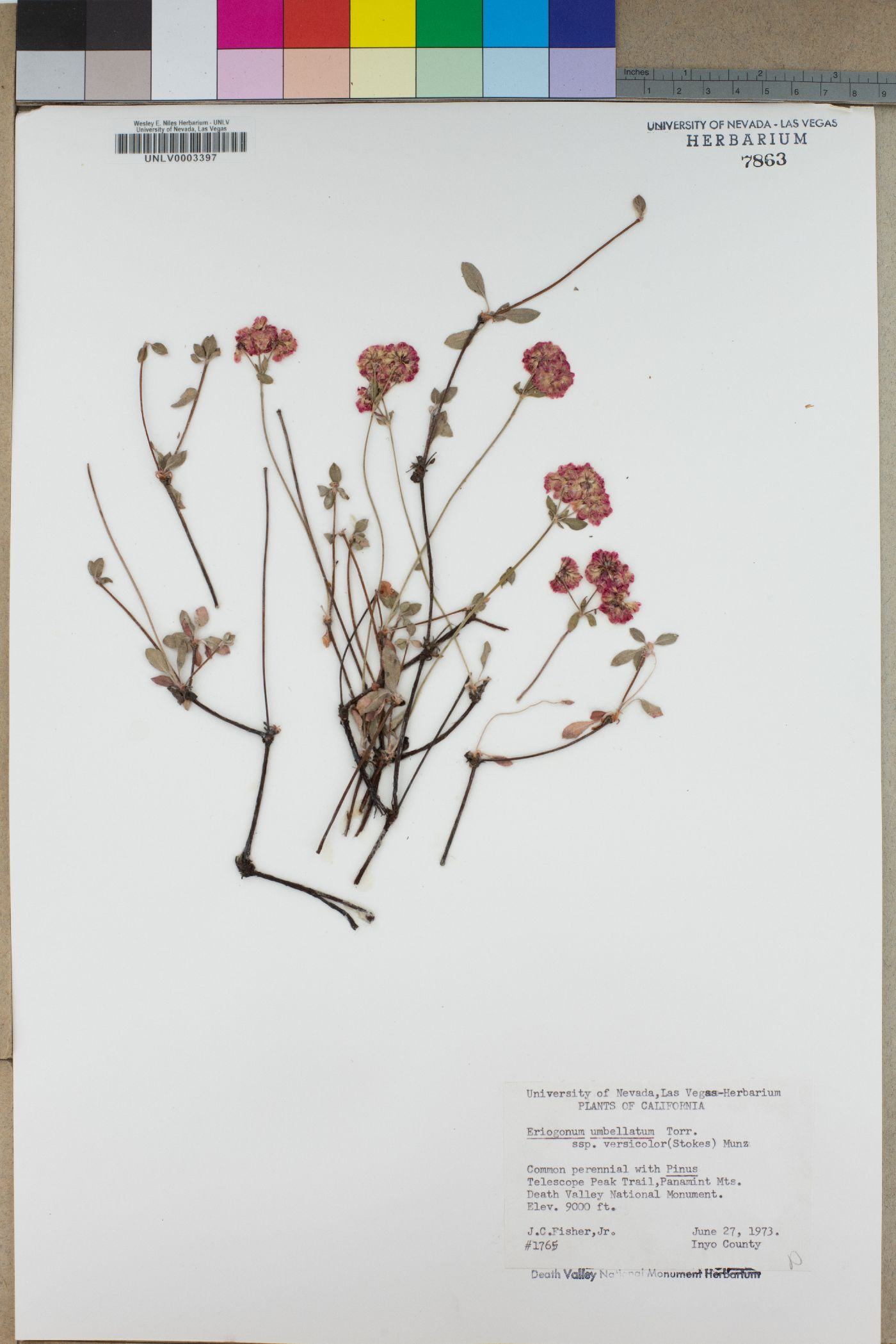 Eriogonum umbellatum subsp. versicolor image