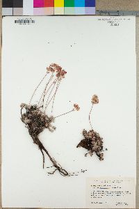 Eriogonum umbellatum subsp. versicolor image
