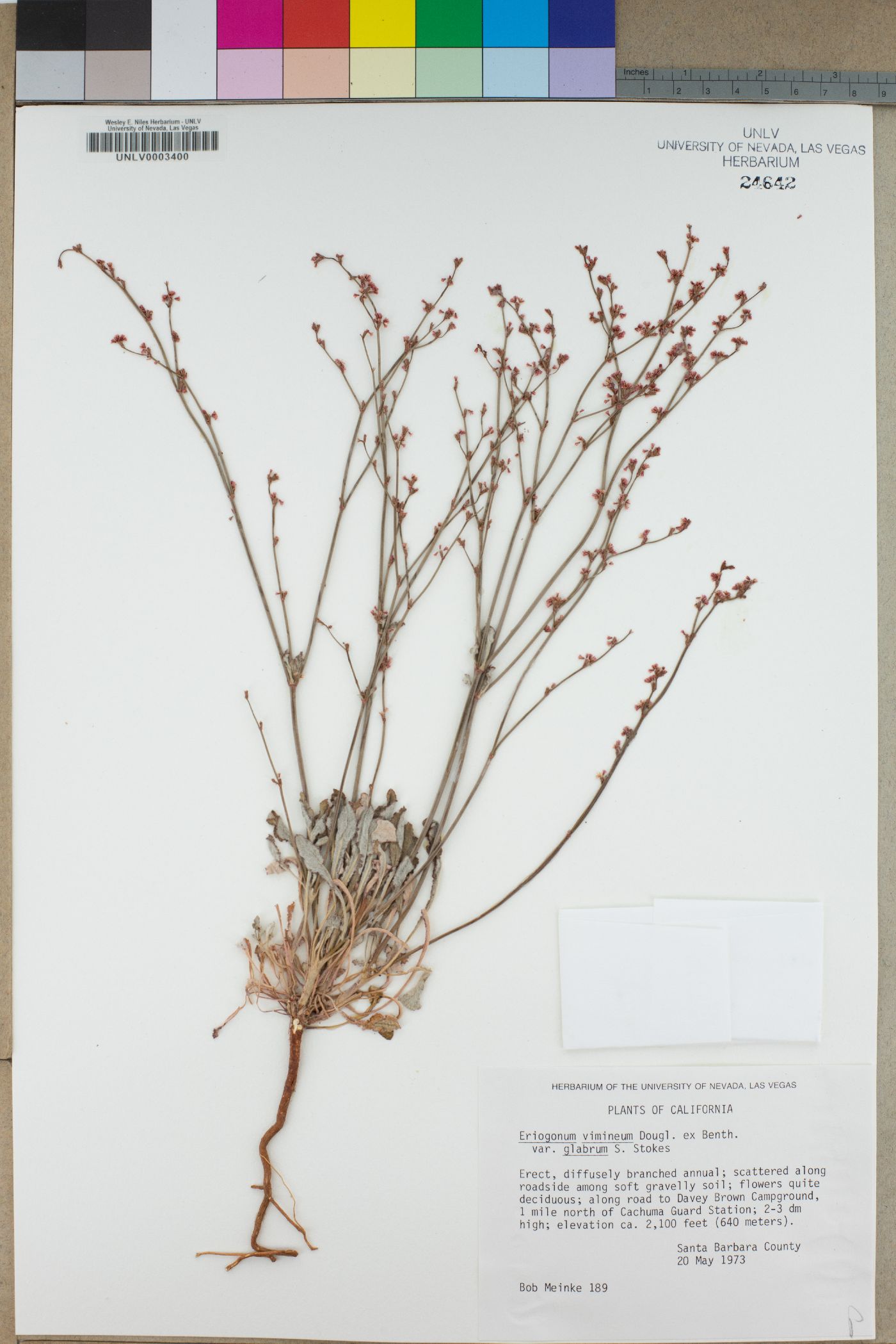 Eriogonum vimineum var. glabrum image