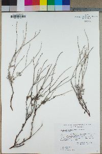 Eriogonum wrightii subsp. wrightii image