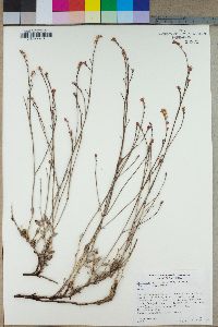 Eriogonum wrightii subsp. wrightii image