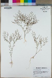 Oxytheca caryophylloides image