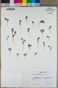 Polygonum heterosepalum image