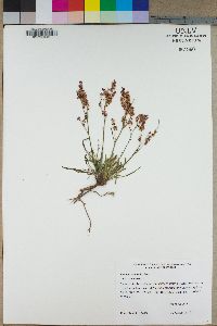 Rumex paucifolius image