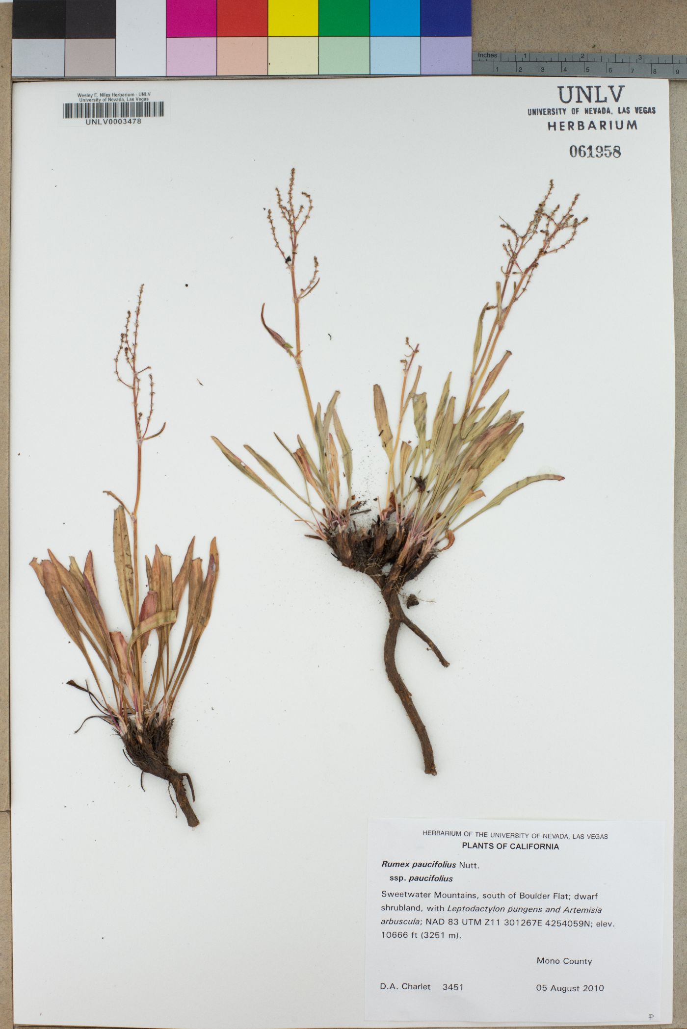 Rumex paucifolius subsp. paucifolius image