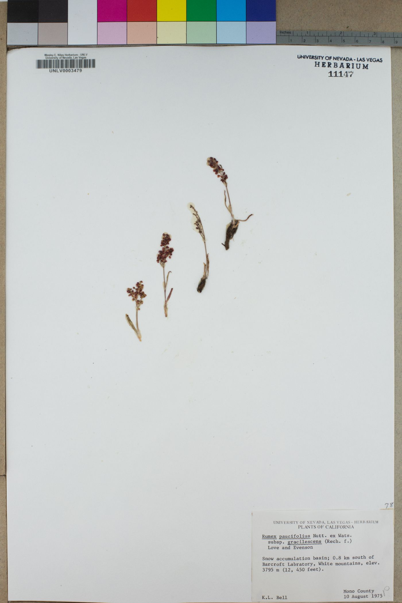 Rumex paucifolius subsp. gracilescens image