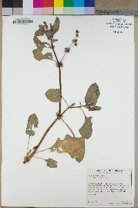 Rumex spinosus image
