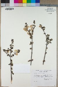 Ceanothus crassifolius image