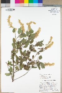 Ceanothus integerrimus image