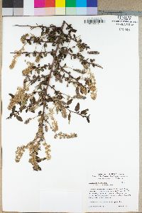 Ceanothus leucodermis image