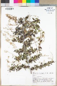 Ceanothus leucodermis image
