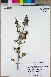 Ceanothus greggii var. vestitus image