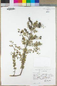 Colubrina californica image