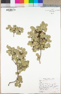 Rhamnus ilicifolia image