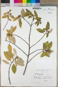 Rhamnus tomentella image