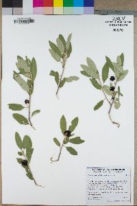 Rhamnus tomentella subsp. tomentella image