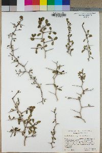 Ziziphus parryi image