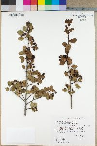 Amelanchier utahensis var. covillei image