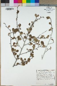 Cercocarpus montanus image