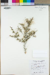 Cercocarpus intricatus image