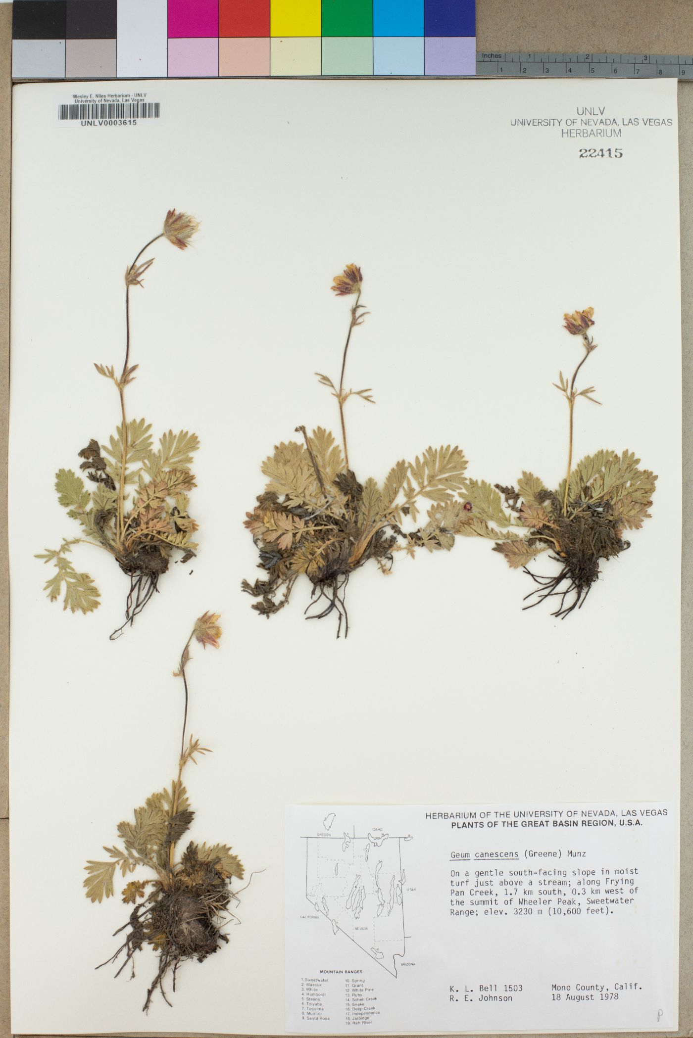 Geum canescens image