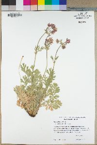 Geum triflorum image