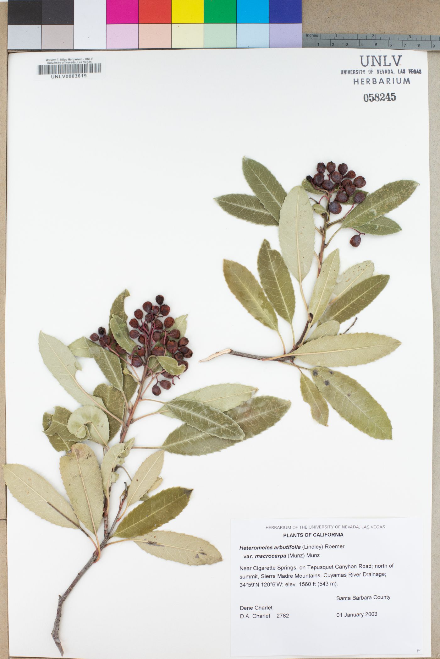 Heteromeles arbutifolia var. macrocarpa image