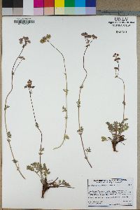 Horkelia tridentata subsp. flavescens image