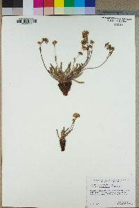 Ivesia lycopodioides subsp. scandularis image