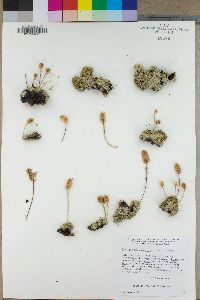 Petrophytum caespitosum image