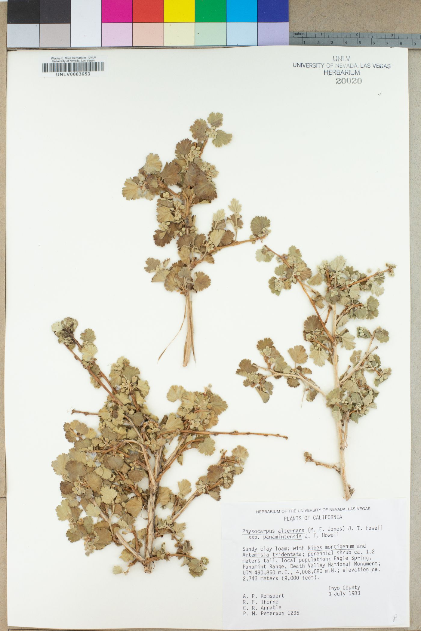 Physocarpus alternans subsp. panamintensis image