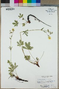 Potentilla diversifolia image