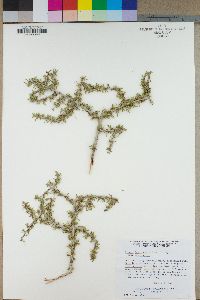 Prunus fasciculata var. fasciculata image