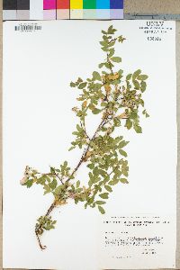 Rosa woodsii image