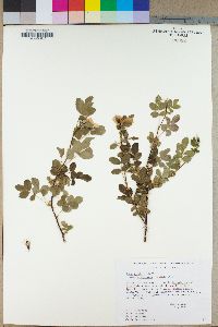 Rosa woodsii image