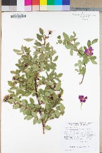 Rosa woodsii var. ultramontana image